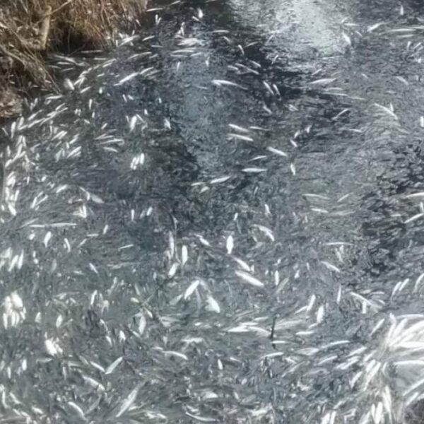 Прокуратурата разследва измирането на риба край Аксаково