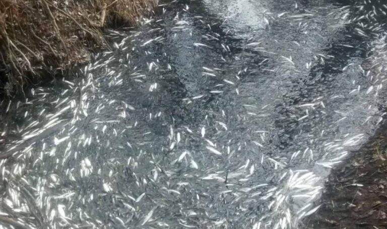 Прокуратурата разследва измирането на риба край Аксаково