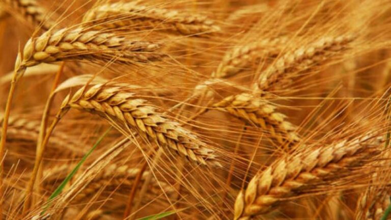 Скандал: Опасно за здравето украинско зърно, отгледано със забранени в ЕС препарати, залива България