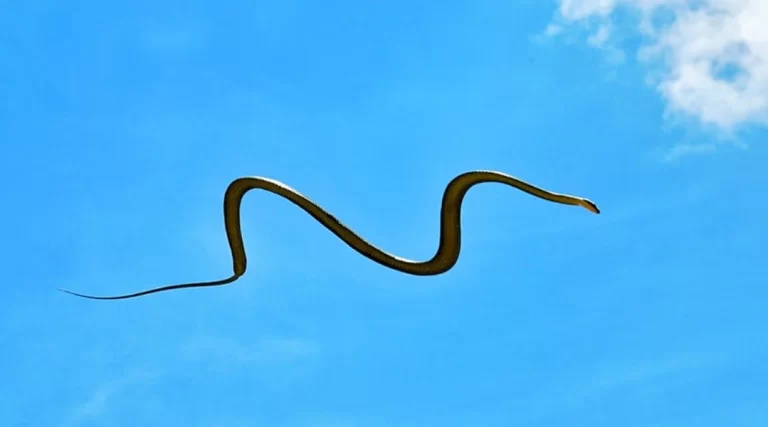 Паника: Невиждани досега у нас отровни летящи змии нападнаха детска градина СНИМКИ
