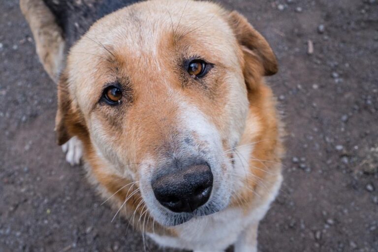 ИЗВЕРГ! Руски депутат поиска да се мобилизират кучета във войната срещу Украйна