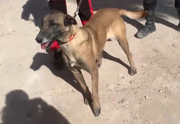Вижте българското куче Кира, което помага за откриването на оцелели в Турция ВИДЕО