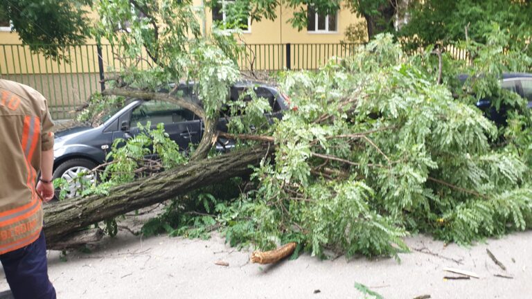 Извънредно! Дърво падна и уби на място шофьор в София, жена му бере душа в болница