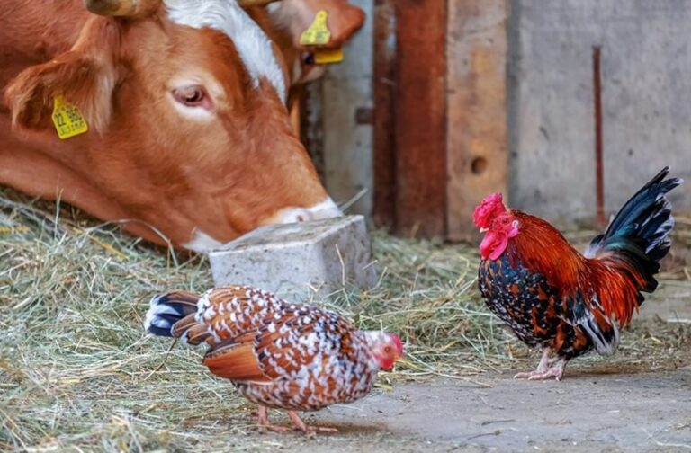 Франция защити със закон правото на кравите да мучат и петлите да кукуригат на воля