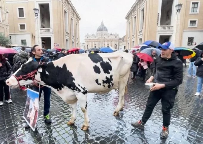 Фермери вкараха крава във Ватикана и пред очите на всички… СНИМКИ