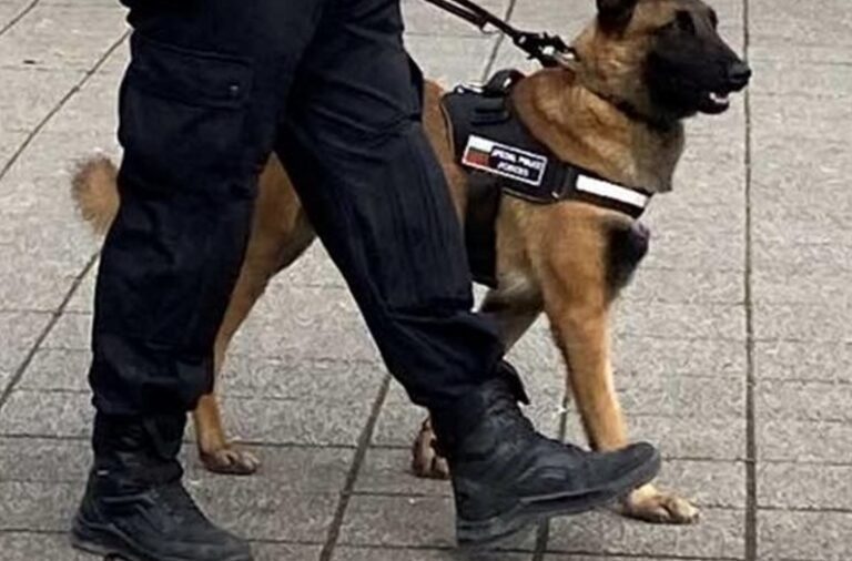 ХИТ! Униформени кучета патрулират в този наш град