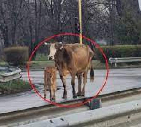 Невиждан екшън край летище София: Крави се запътиха към Терминал 1, има пострадали …