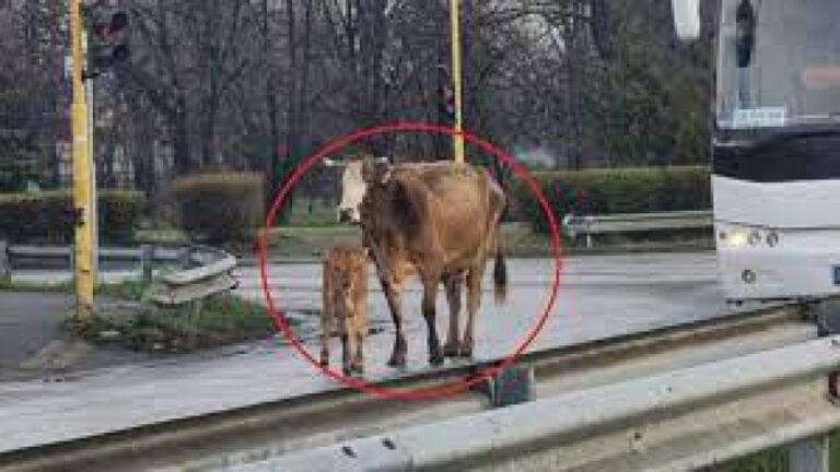 Невиждан екшън край летище София: Крави се запътиха към Терминал 1, има пострадали …